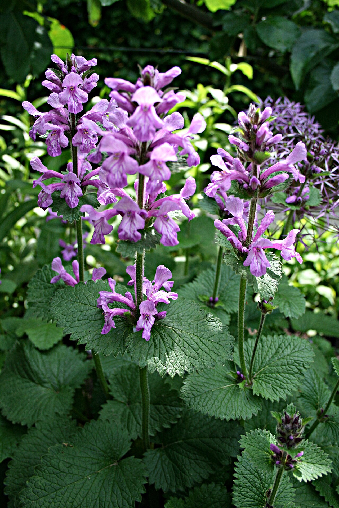 Épiaire (Stachys) — photo botanique