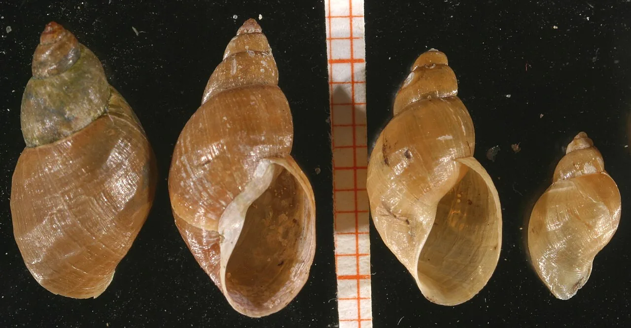 Stagnicola perplexa (Stagnicola perplexa) — photo mycologique
