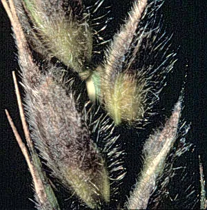 Stagonospora arcus (Stagonospora arcus) — photo mycologique