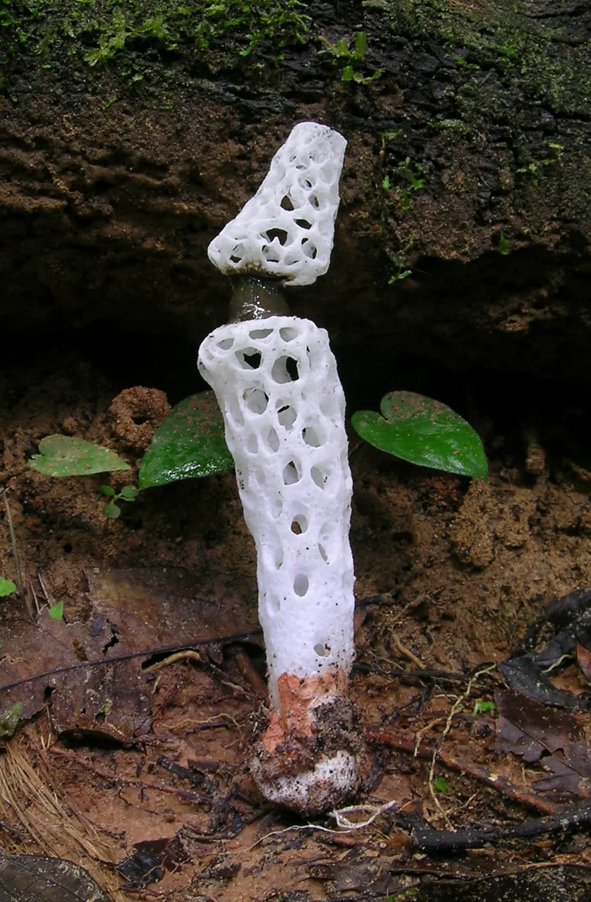 Staheliomyces cinctus (Staheliomyces cinctus) — photo mycologique