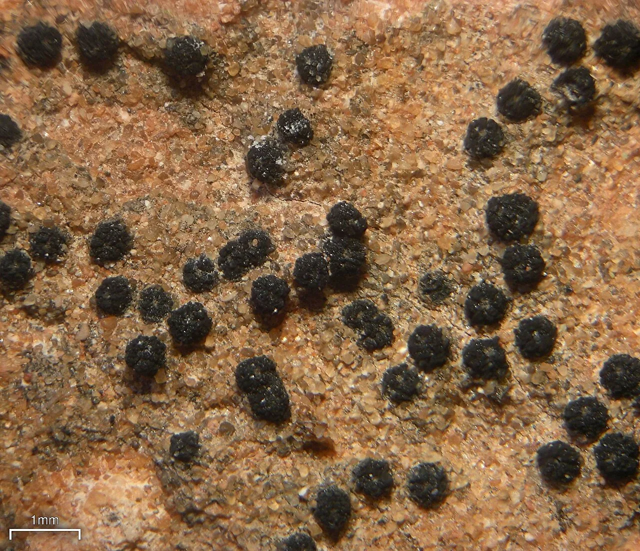 Staurothele elenkinii (Staurothele elenkinii) — photo mycologique