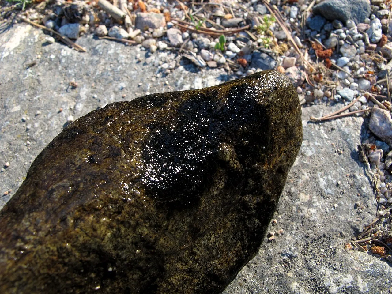 Staurothele fissa (Staurothele fissa) — photo mycologique