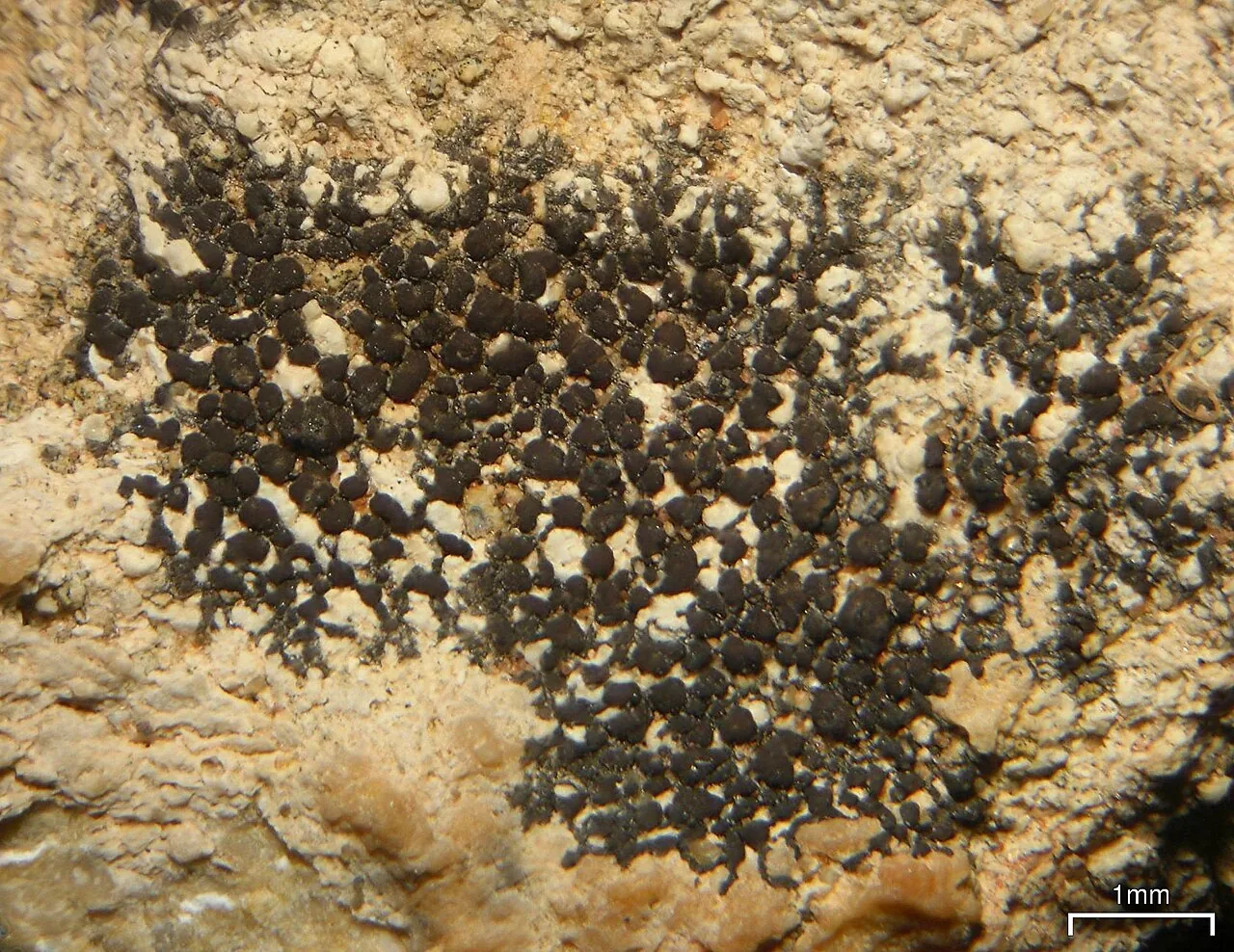 Staurothele monicae (Staurothele monicae) — photo mycologique