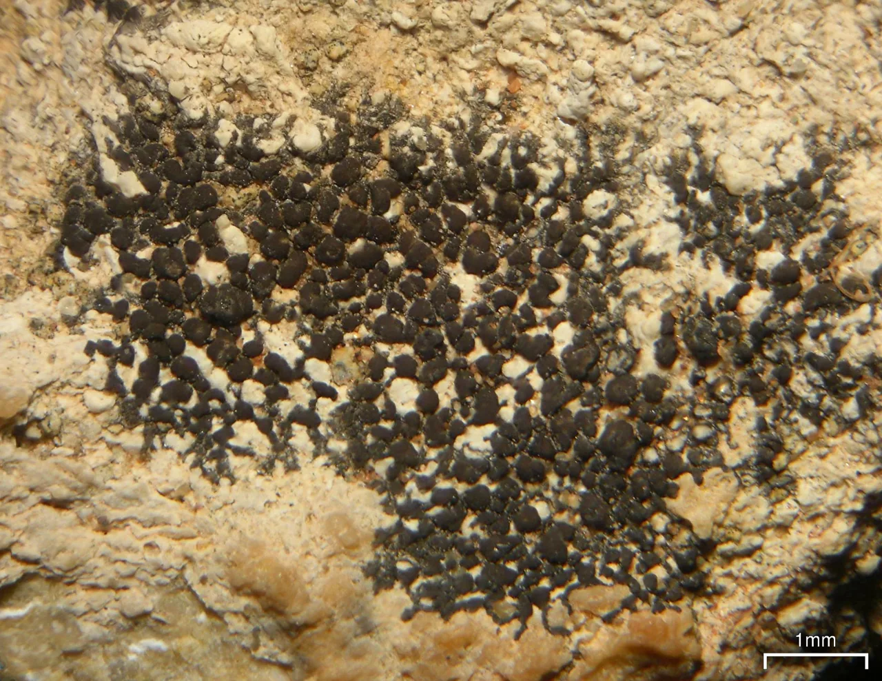 Staurothele pulvinata (Staurothele pulvinata) — photo mycologique