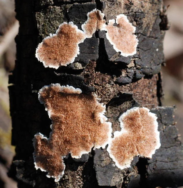 Steccherinum aurantilaetum (Steccherinum aurantilaetum) — photo mycologique