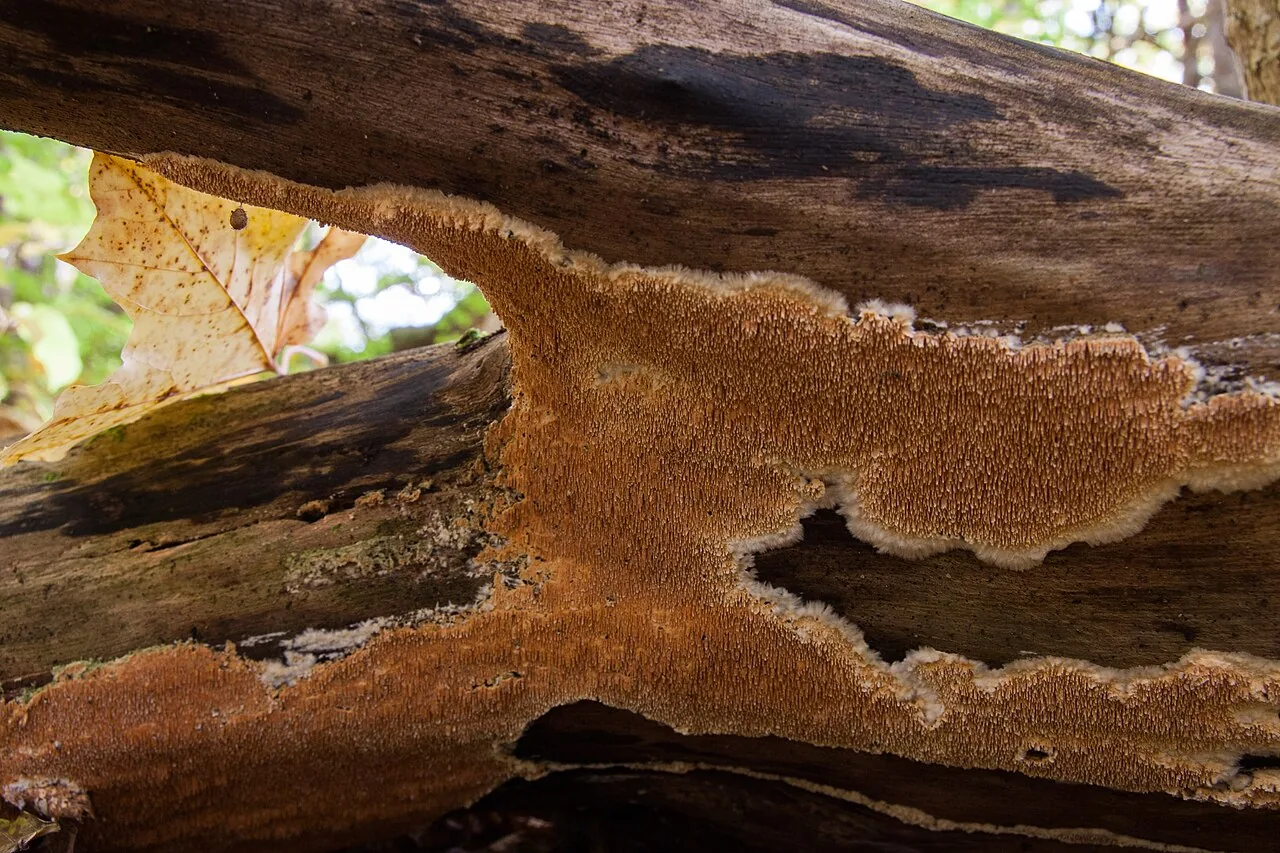 Steccherinum robustius (Steccherinum robustius) — photo mycologique