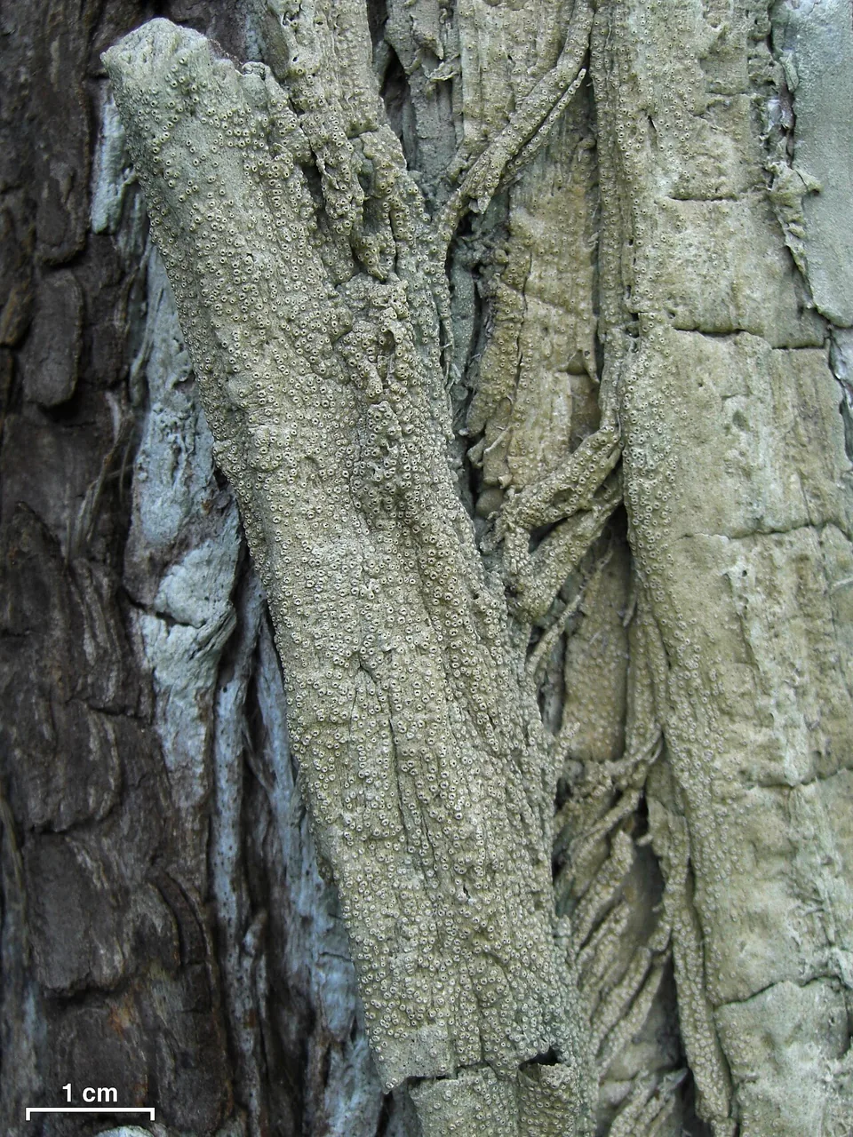 Stegobolus polillensis (Stegobolus polillensis) — photo mycologique
