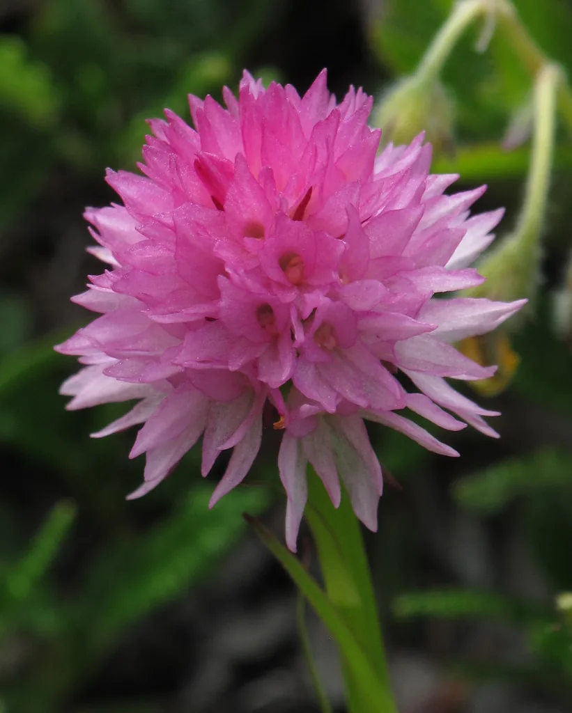 Steinera latispora (Steinera latispora) — photo mycologique