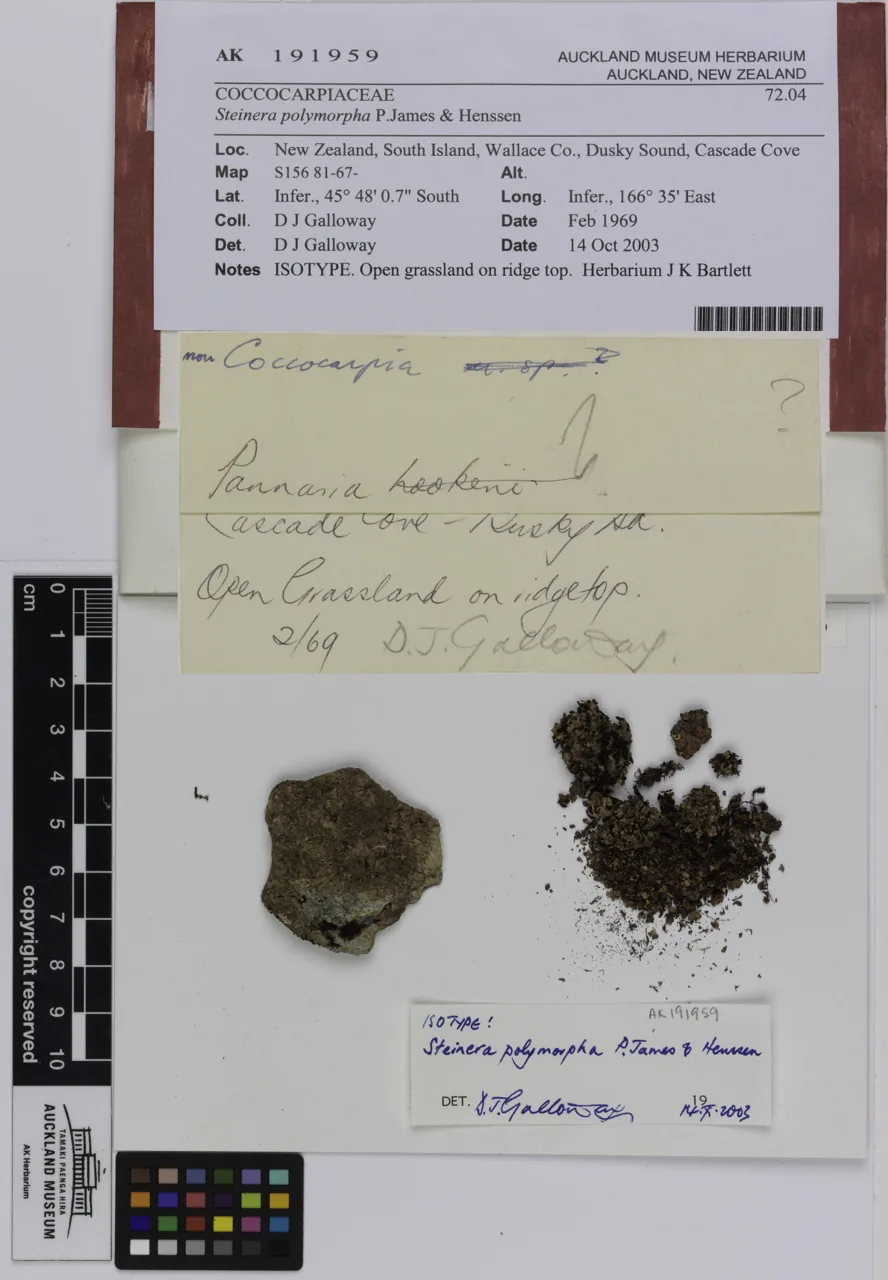 Steinera olechiana (Steinera olechiana) — photo mycologique