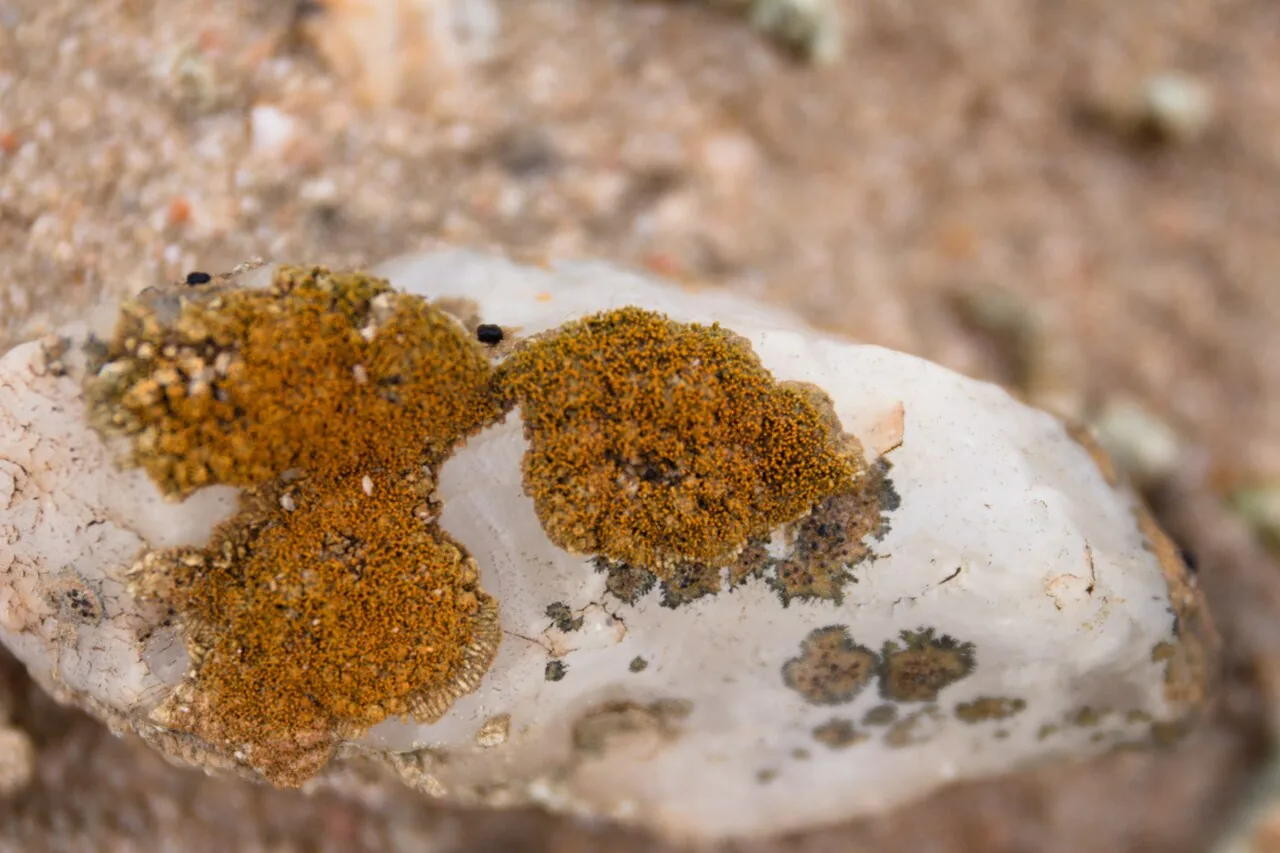 Stellarangia namibensis (Stellarangia namibensis) — photo mycologique
