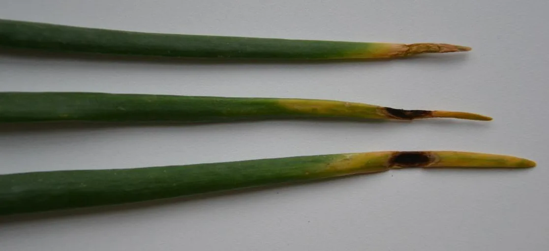 Stemphylium botryosum (Stemphylium botryosum) — photo mycologique