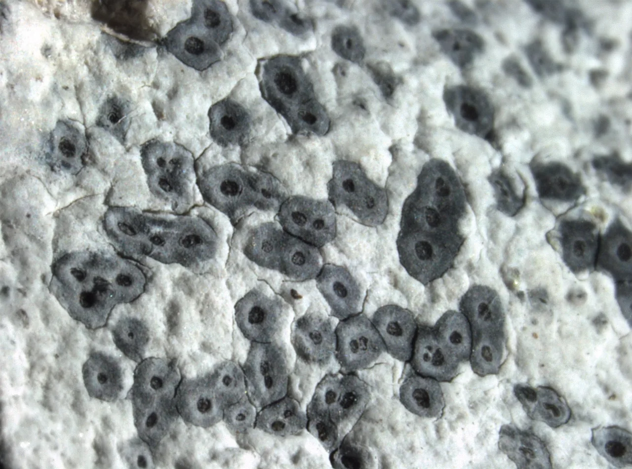 Stenhammarella turgida (Stenhammarella turgida) — photo mycologique