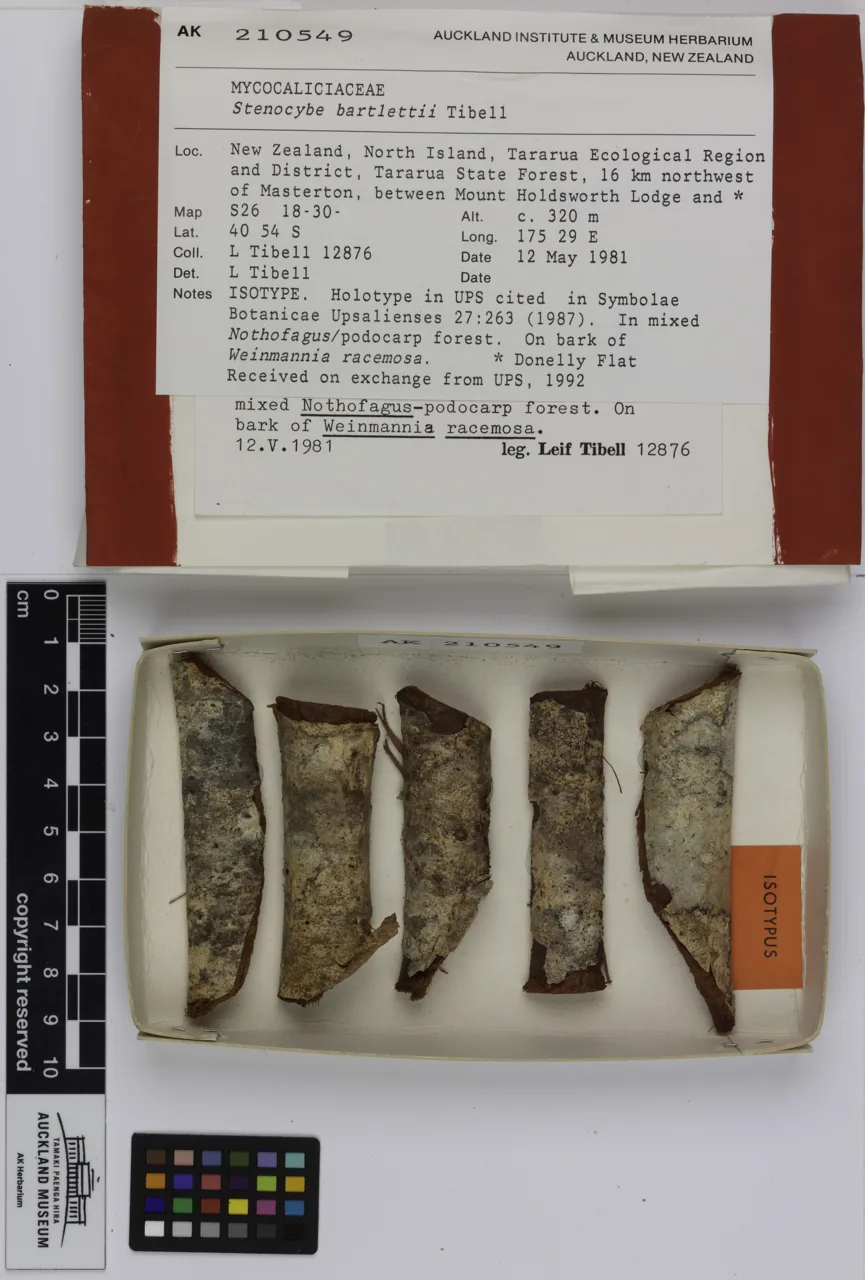 Stenocybe septata (Stenocybe septata) — photo mycologique