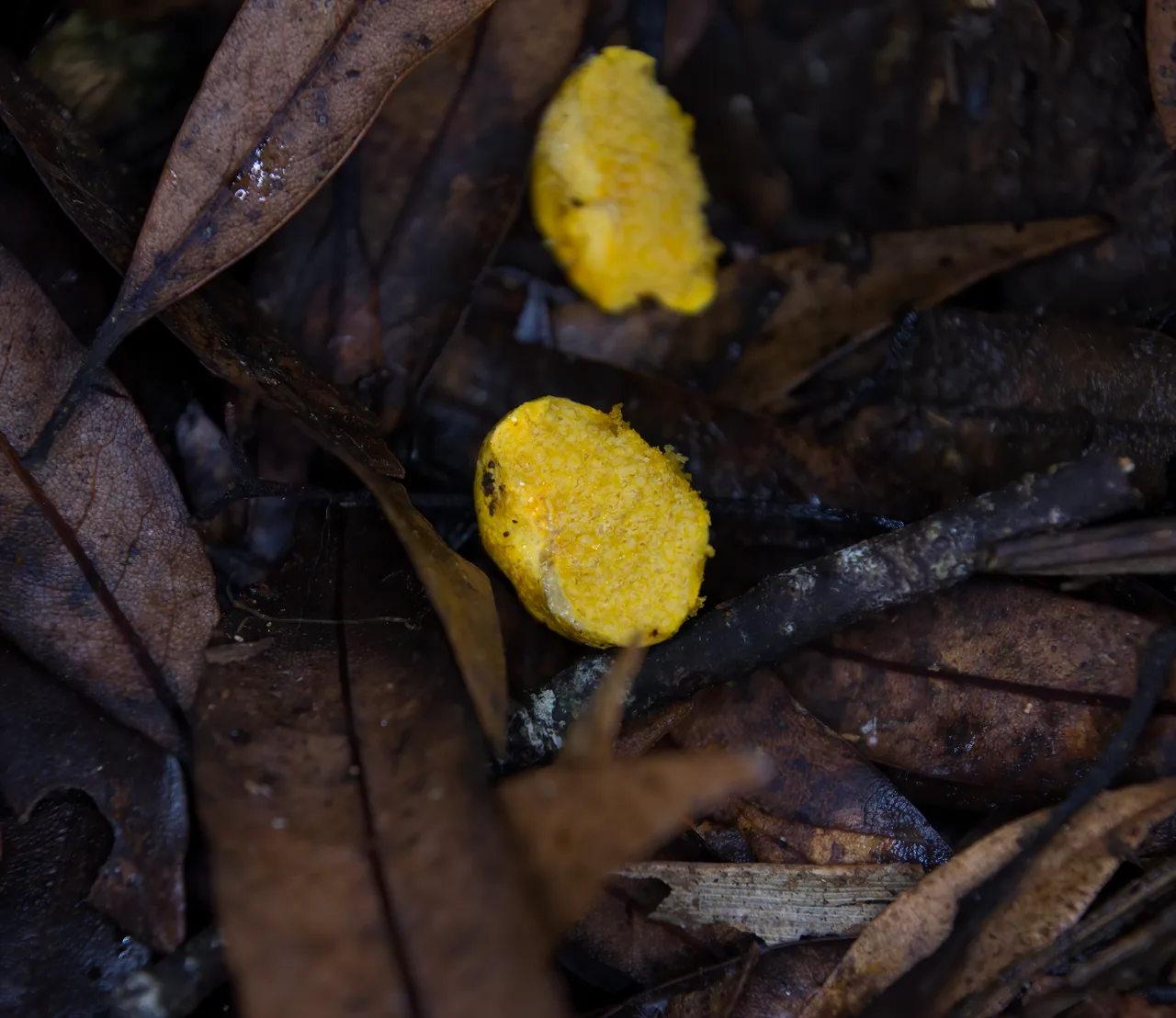 Stephanospora tetraspora (Stephanospora tetraspora) — photo mycologique