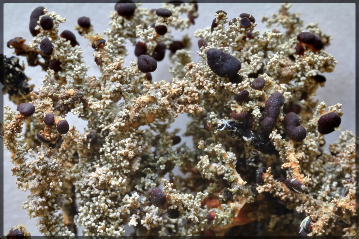 Stereocaulon dactylophyllum (Stereocaulon dactylophyllum) — photo mycologique