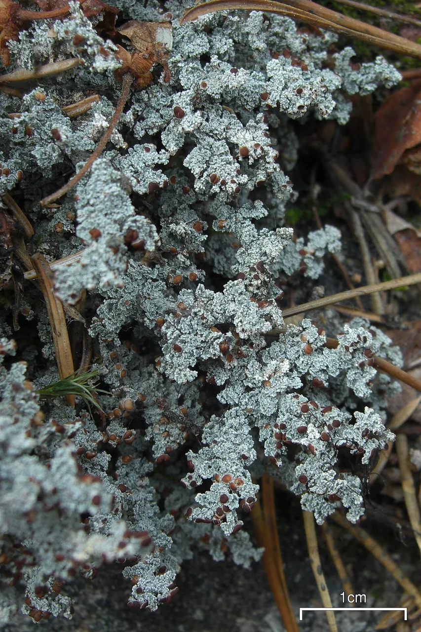 Stereocaulon wrightii (Stereocaulon wrightii) — photo mycologique