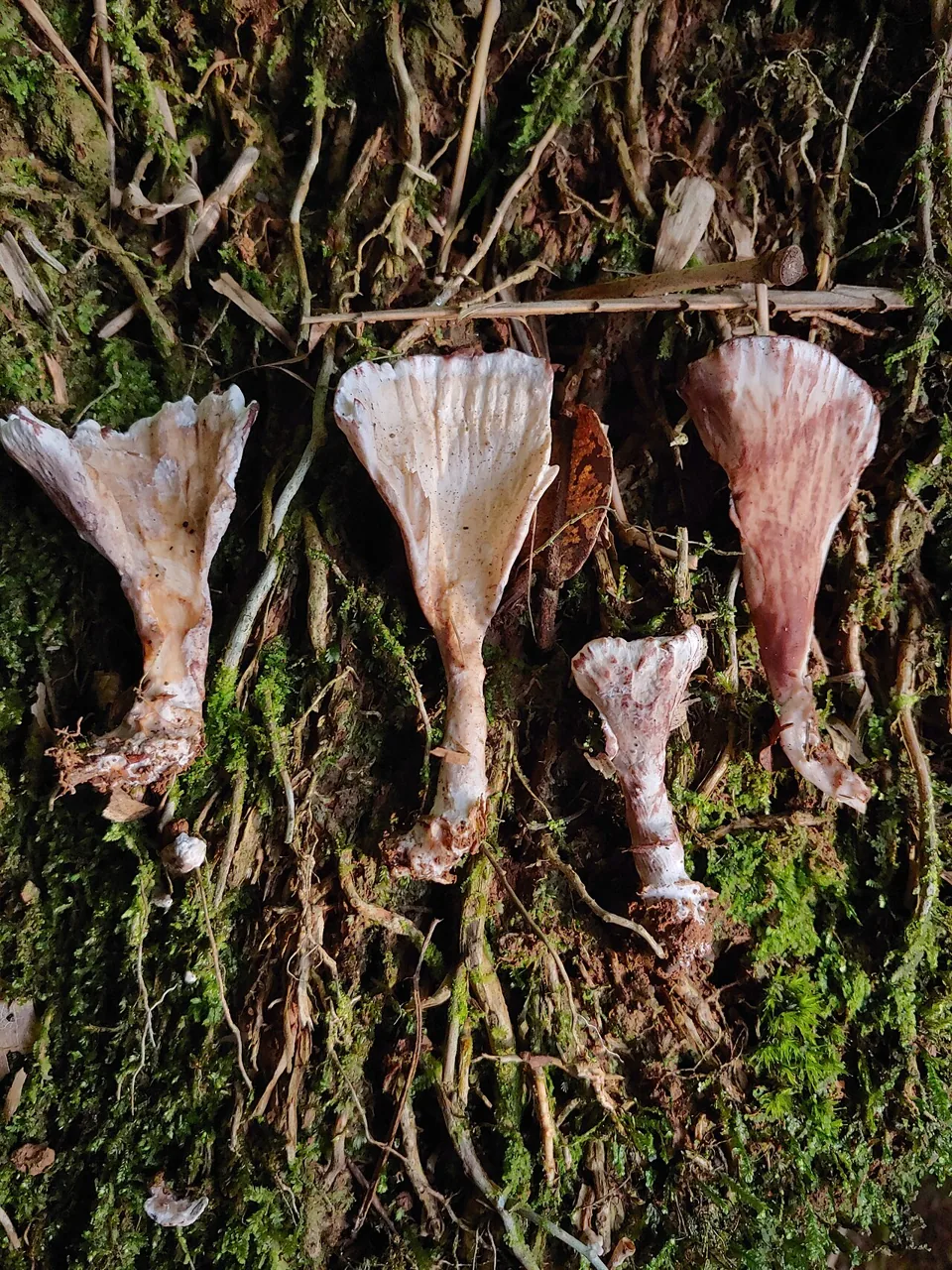 Stereopsis radicans (Stereopsis radicans) — photo mycologique