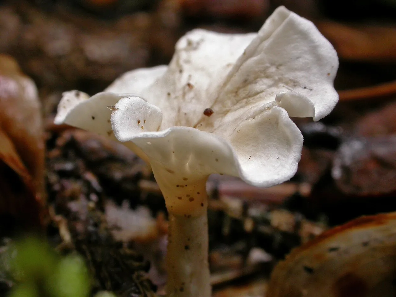 Stereopsis sparassoides (Stereopsis sparassoides) — photo mycologique
