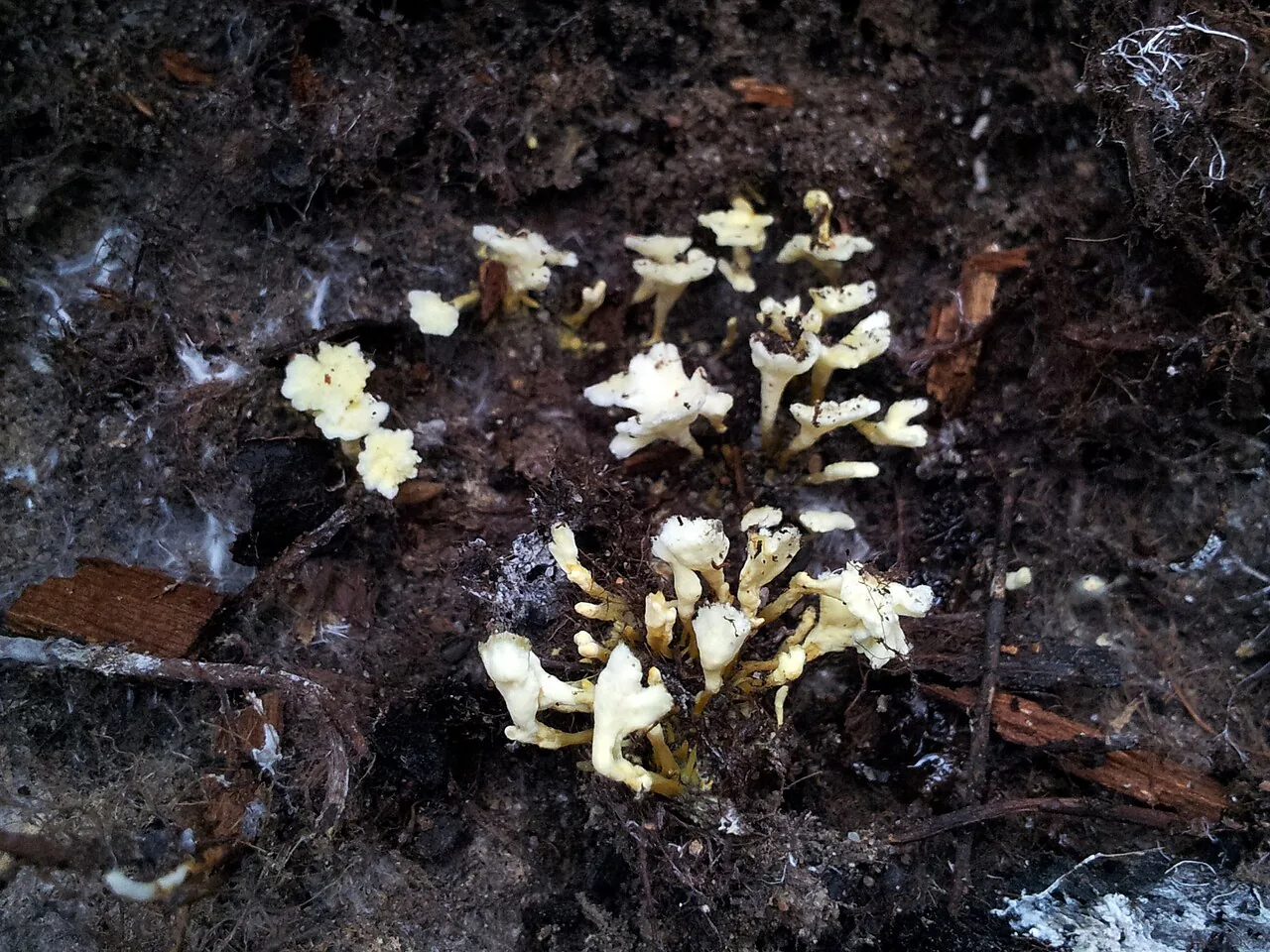 Stereopsis vitellina (Stereopsis vitellina) — photo mycologique