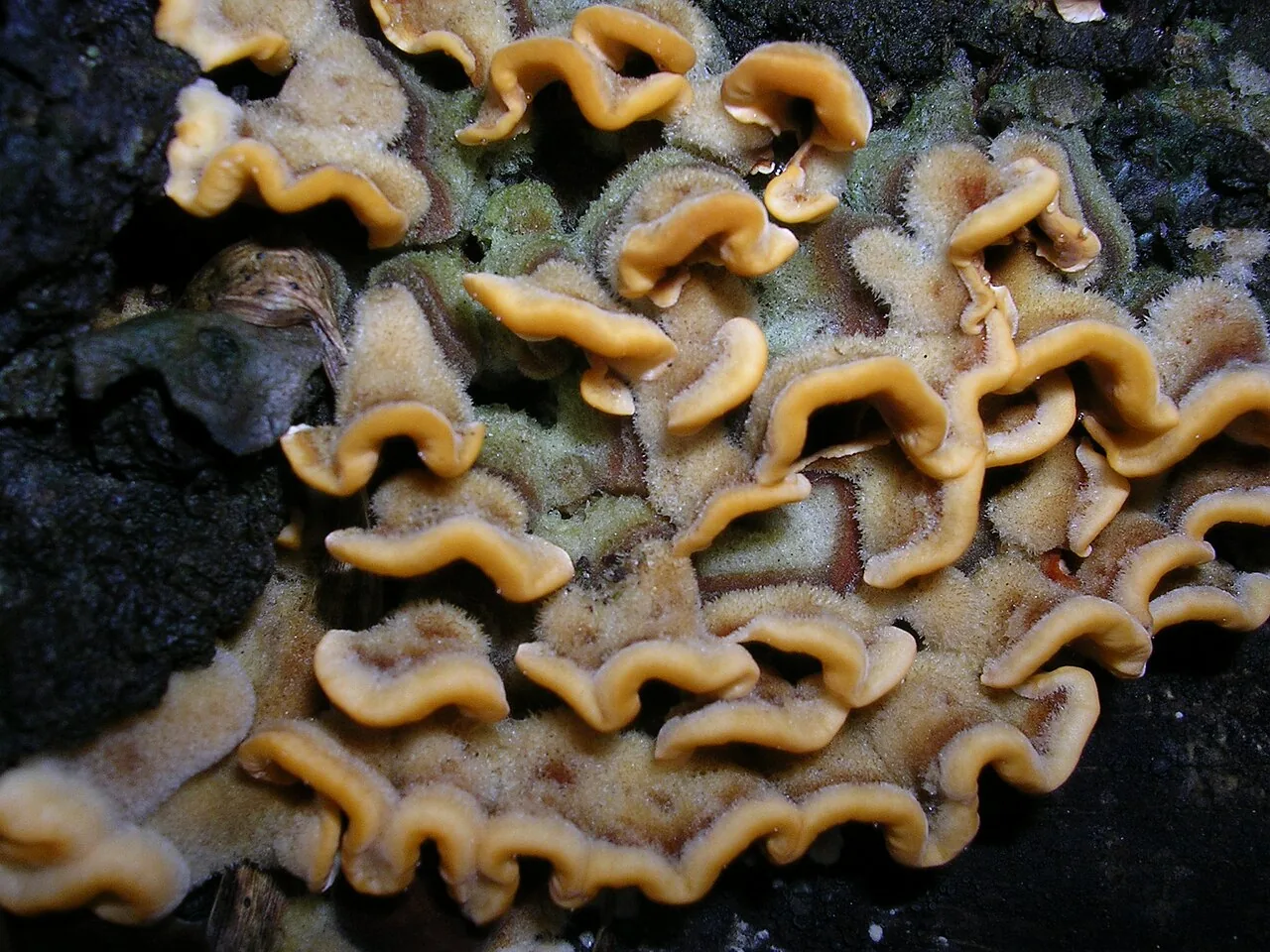Stereum aurora (Stereum aurora) — photo mycologique