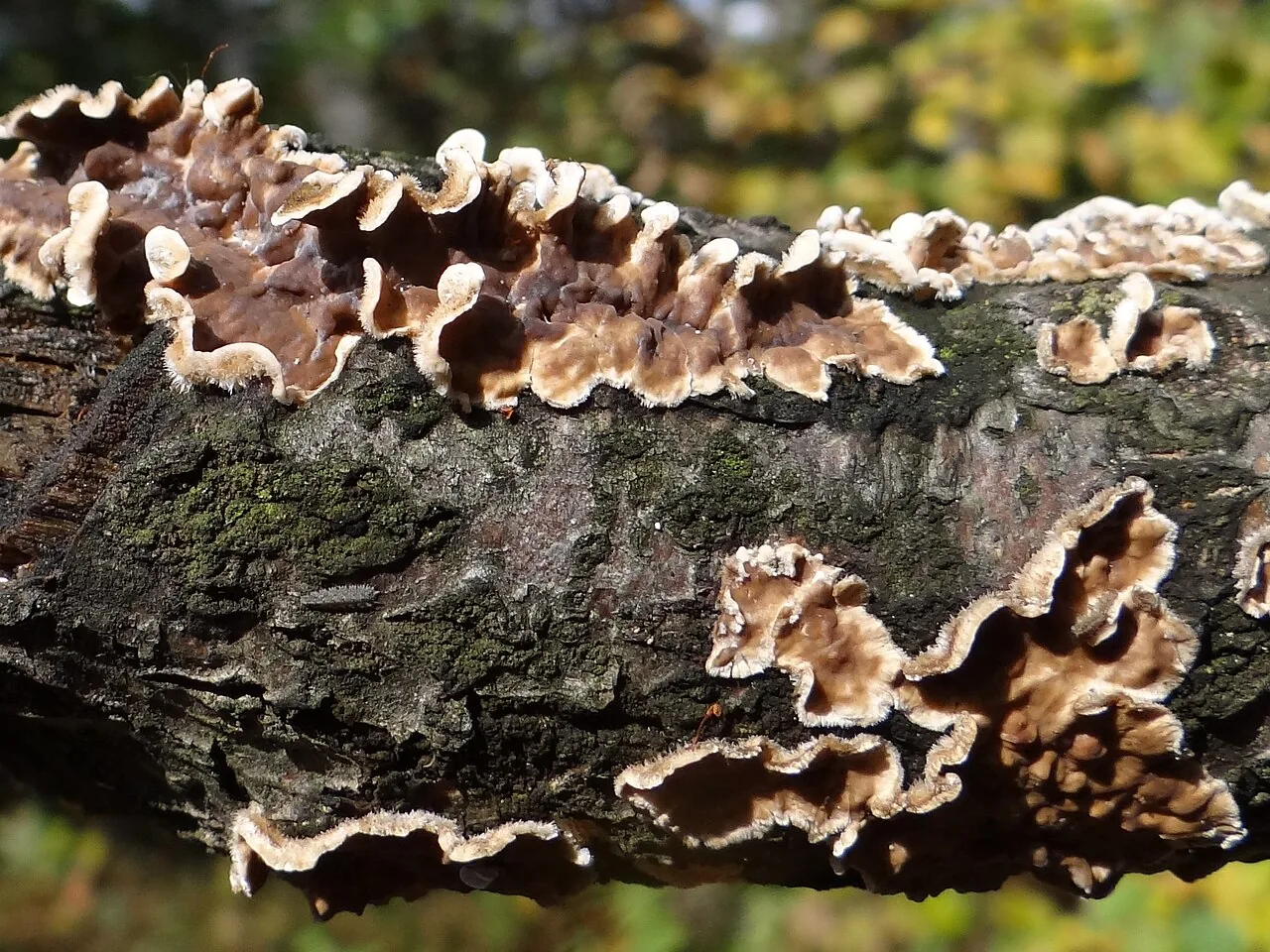 Stereum gausapatum (Stereum gausapatum) — photo mycologique
