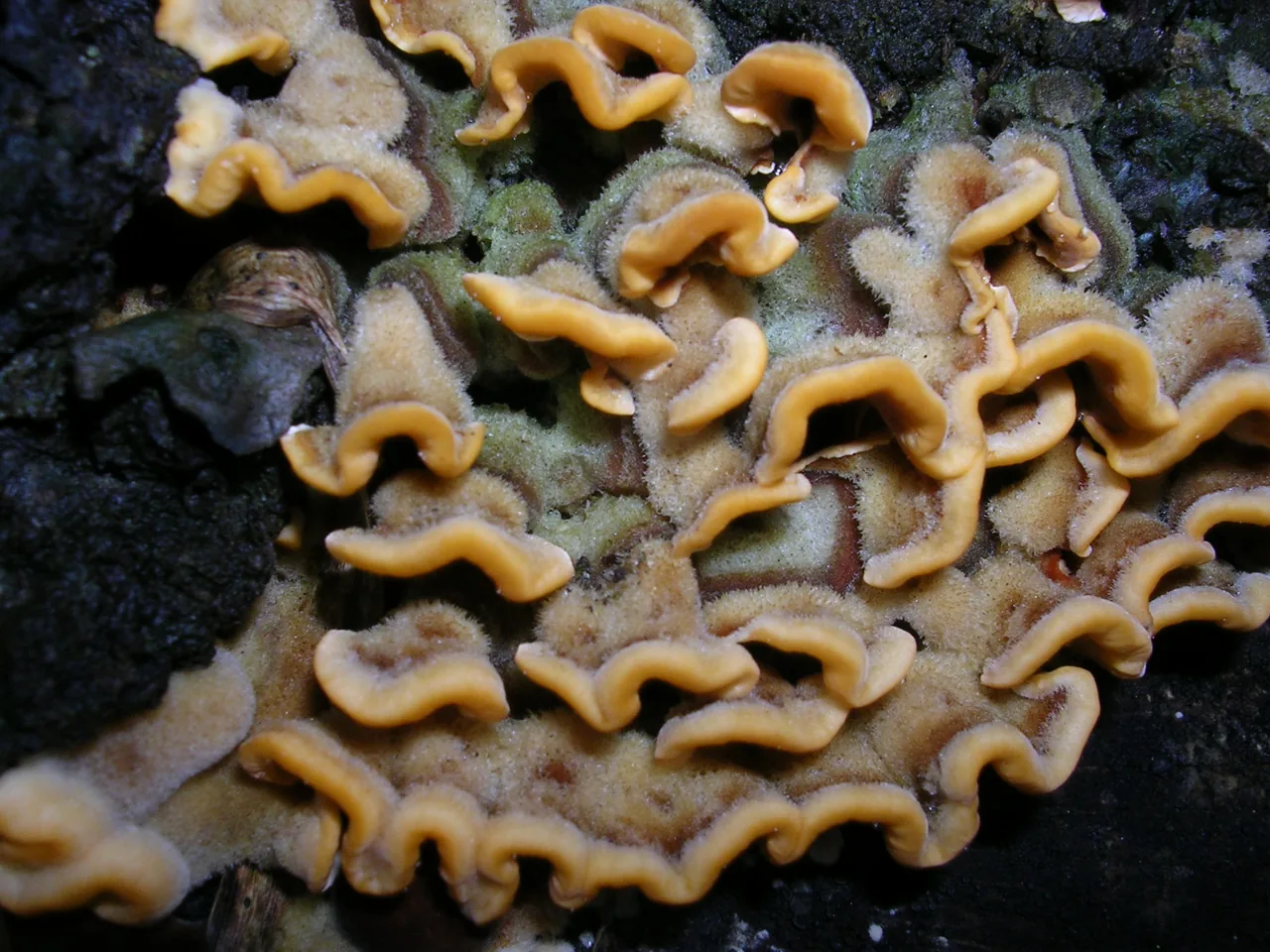 Stereum roseum (Stereum roseum) — photo mycologique