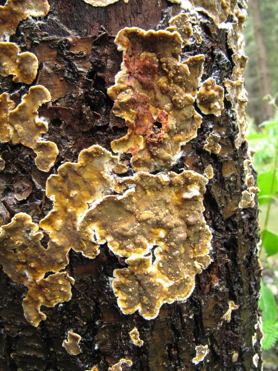 Stereum rugosum (Stereum rugosum) — photo mycologique