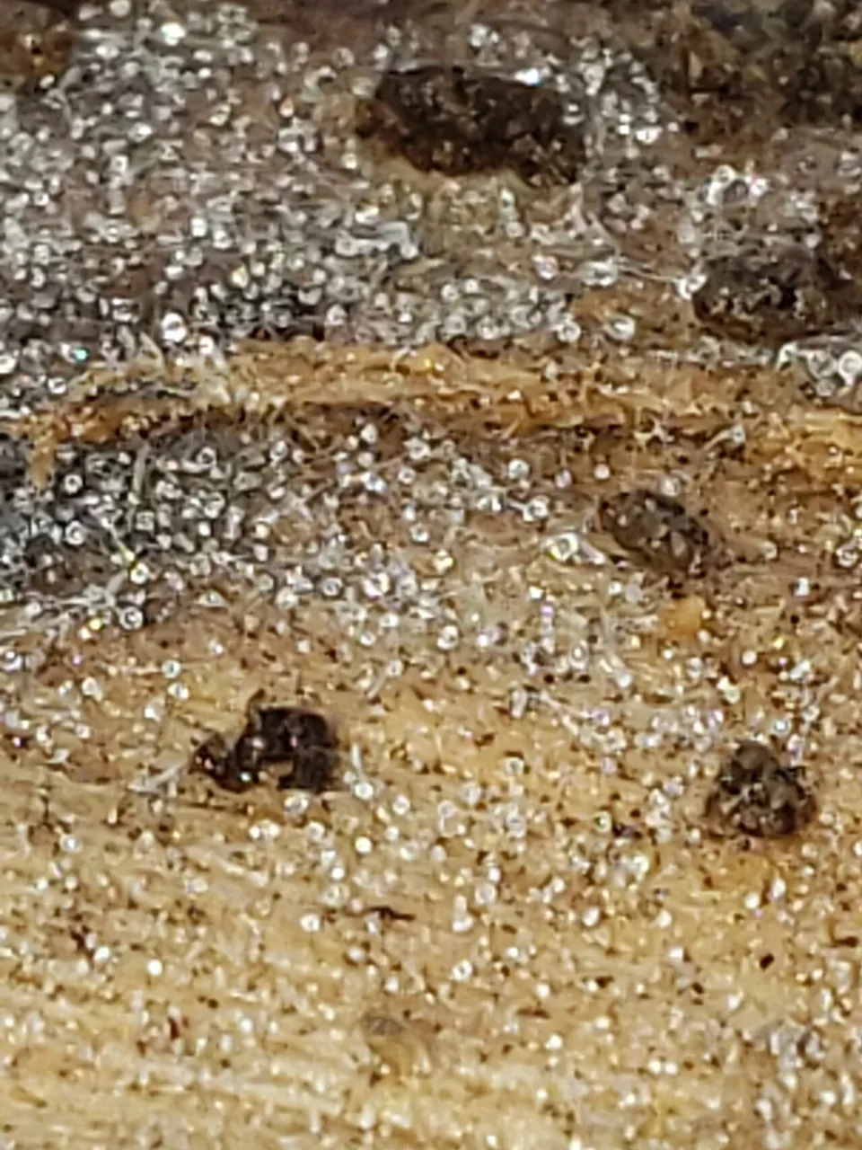 Sterigmatobotrys macrocarpus (Sterigmatobotrys macrocarpus) — photo mycologique