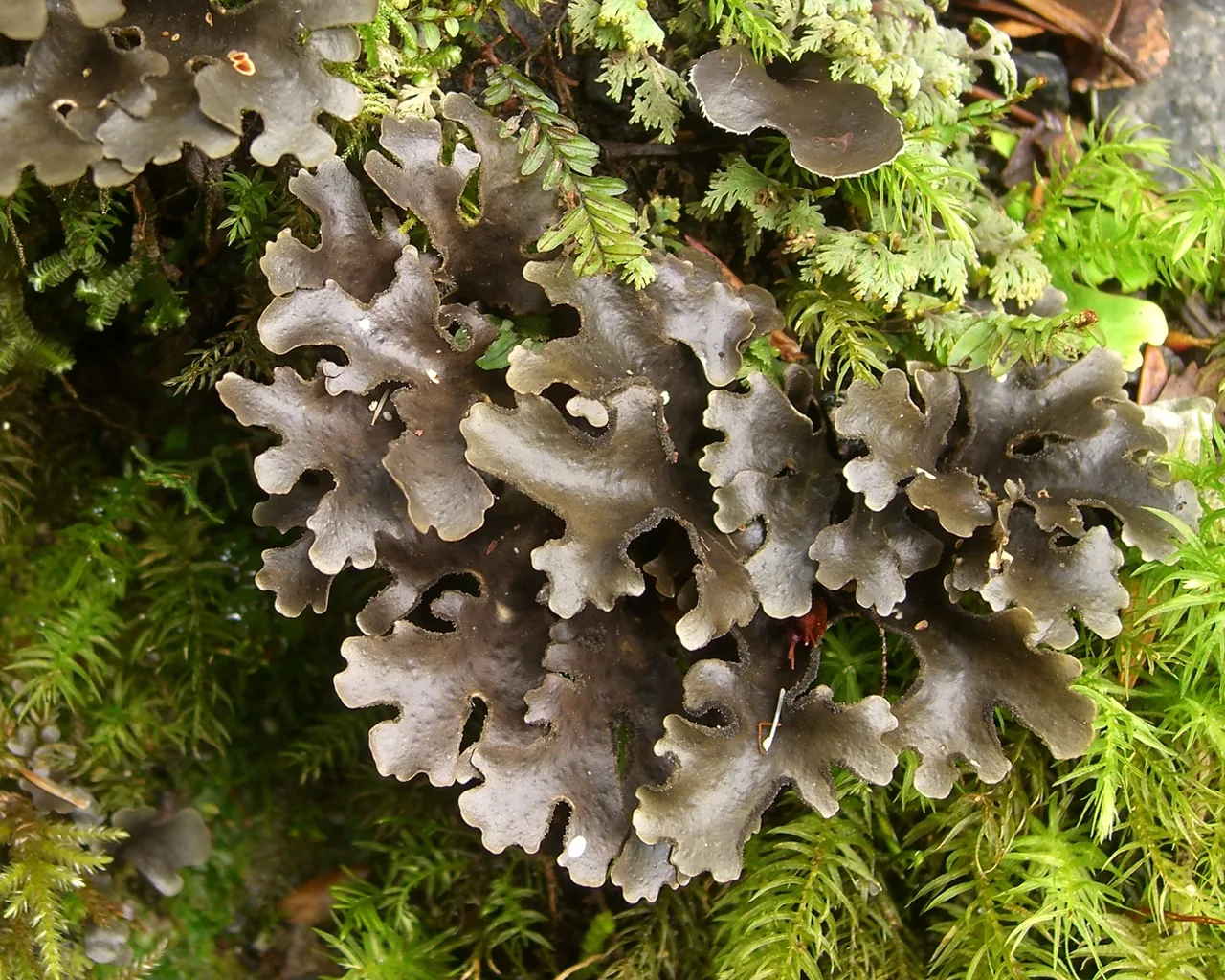 Sticta ferax (Sticta ferax) — photo mycologique