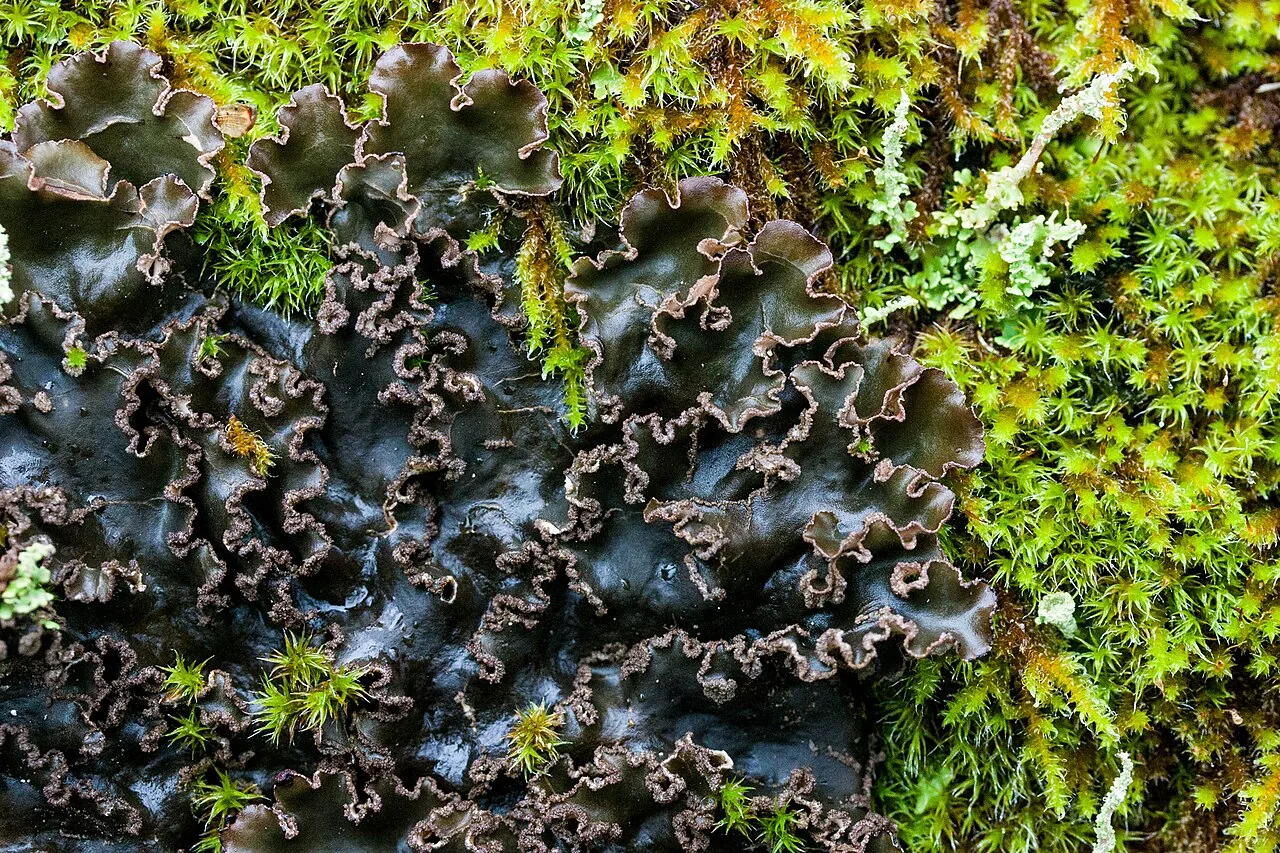 Sticta limbata (Sticta limbata) — photo mycologique
