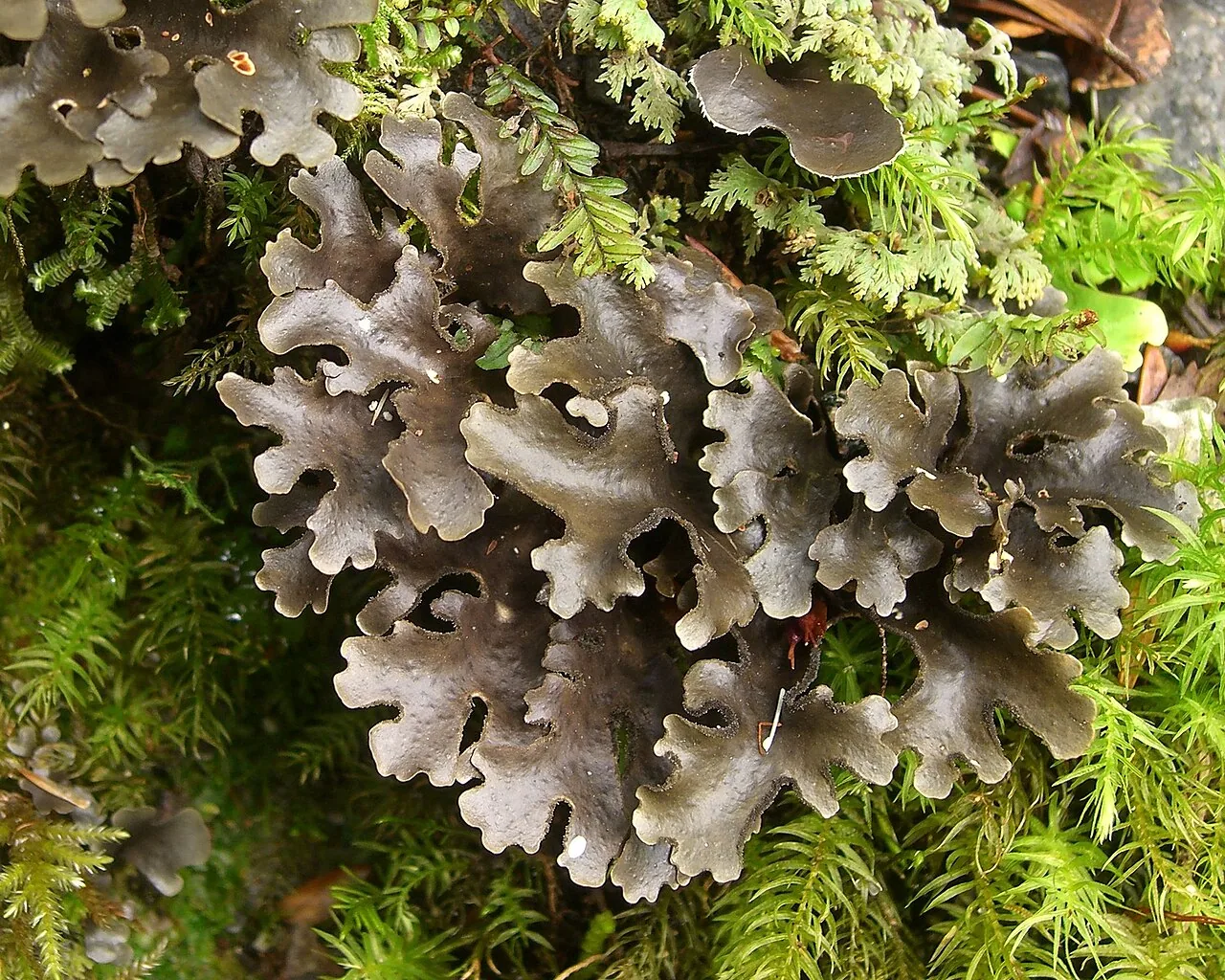 Sticta tesselata (Sticta tesselata) — photo mycologique