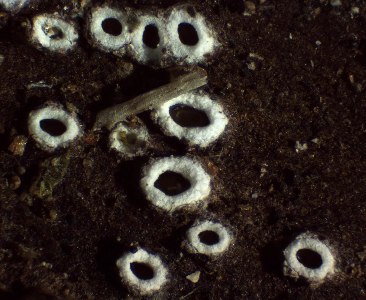 Stictis pimentae (Stictis pimentae) — photo mycologique