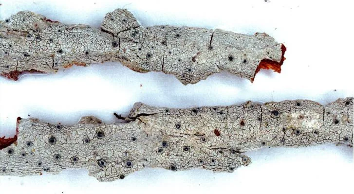 Stictis prominens (Stictis prominens) — photo mycologique