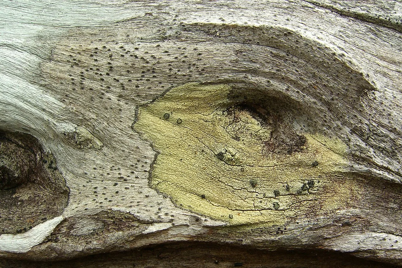 Stigmatochroma maccarthyi (Stigmatochroma maccarthyi) — photo mycologique