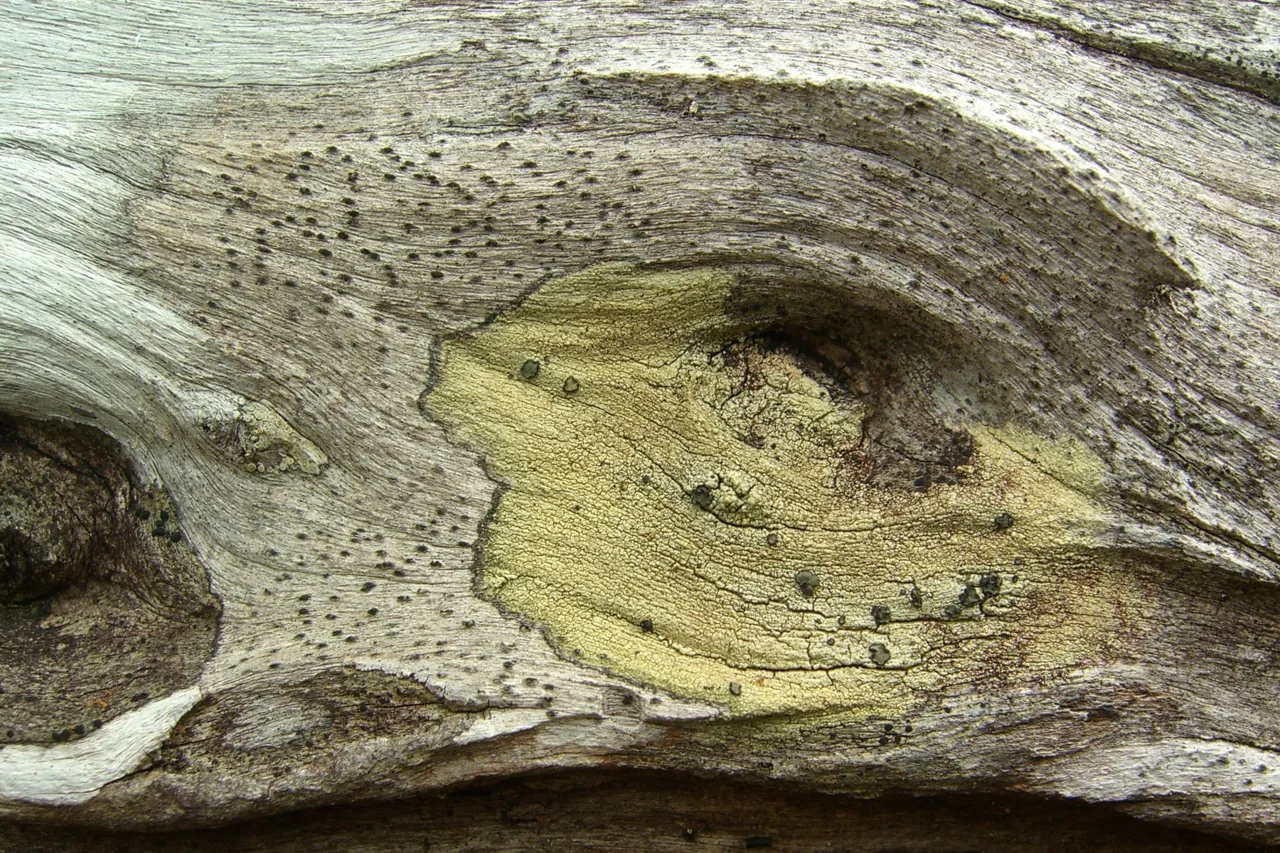 Stigmatochroma metaleptodes (Stigmatochroma metaleptodes) — photo mycologique