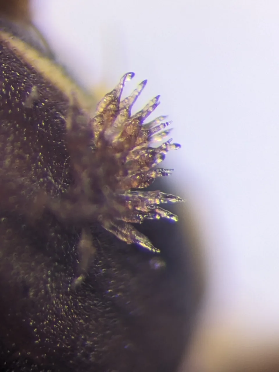 Stigmatomyces papuanus (Stigmatomyces papuanus) — photo mycologique