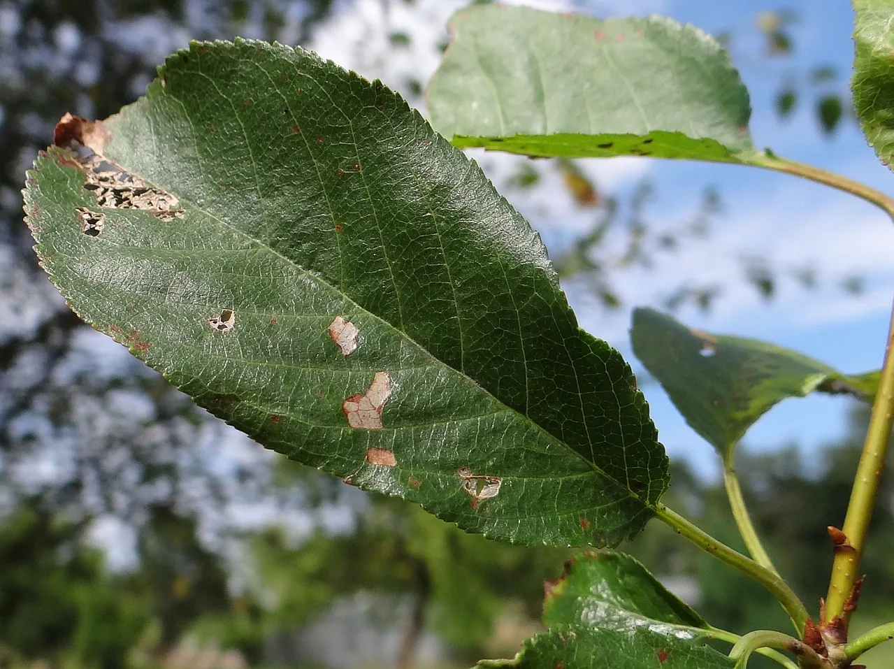Stigmina sapii (Stigmina sapii) — photo mycologique