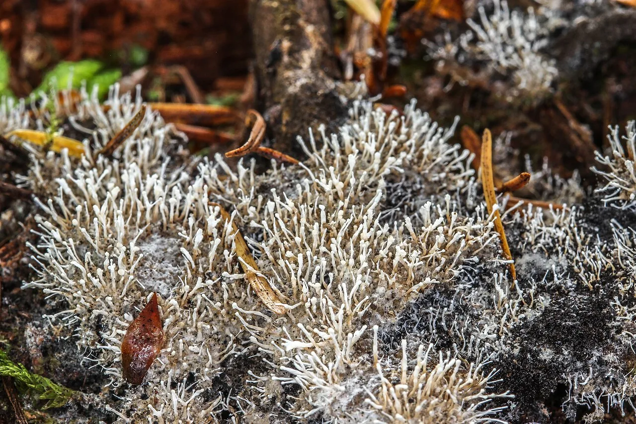 Stilbella byssiseda (Stilbella byssiseda) — photo mycologique