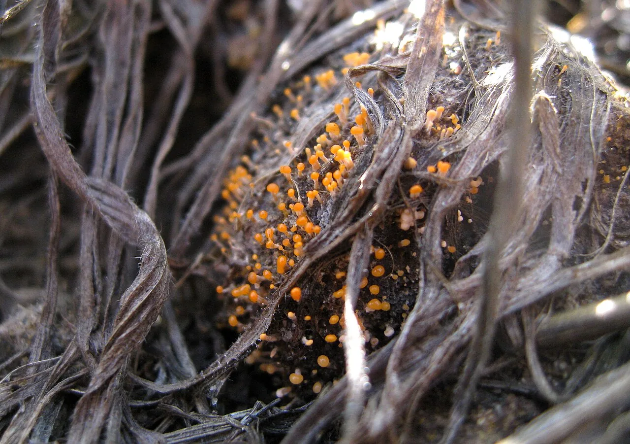Stilbella fusca (Stilbella fusca) — photo mycologique