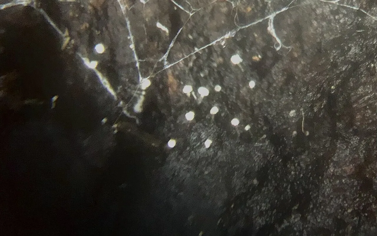 Stilbum leiopus (Stilbum leiopus) — photo mycologique