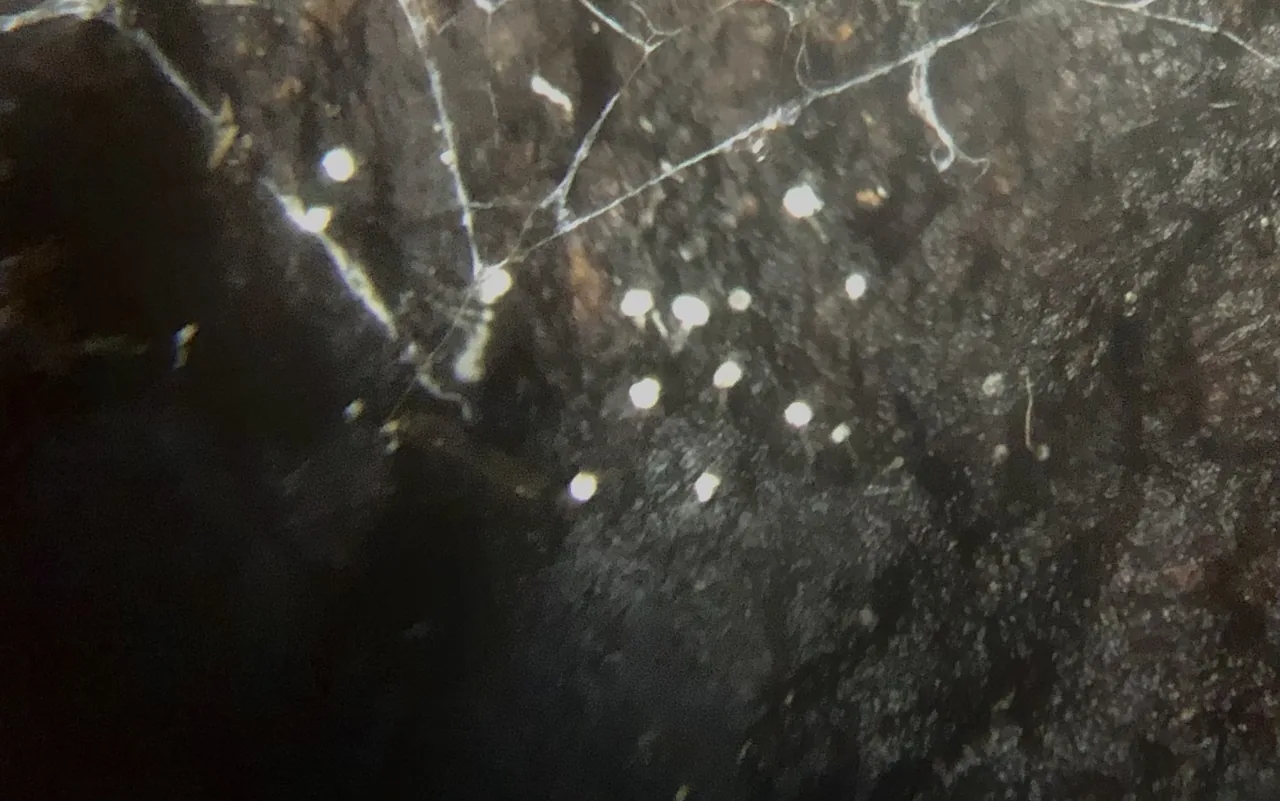 Stilbum sphaerocephalum (Stilbum sphaerocephalum) — photo mycologique