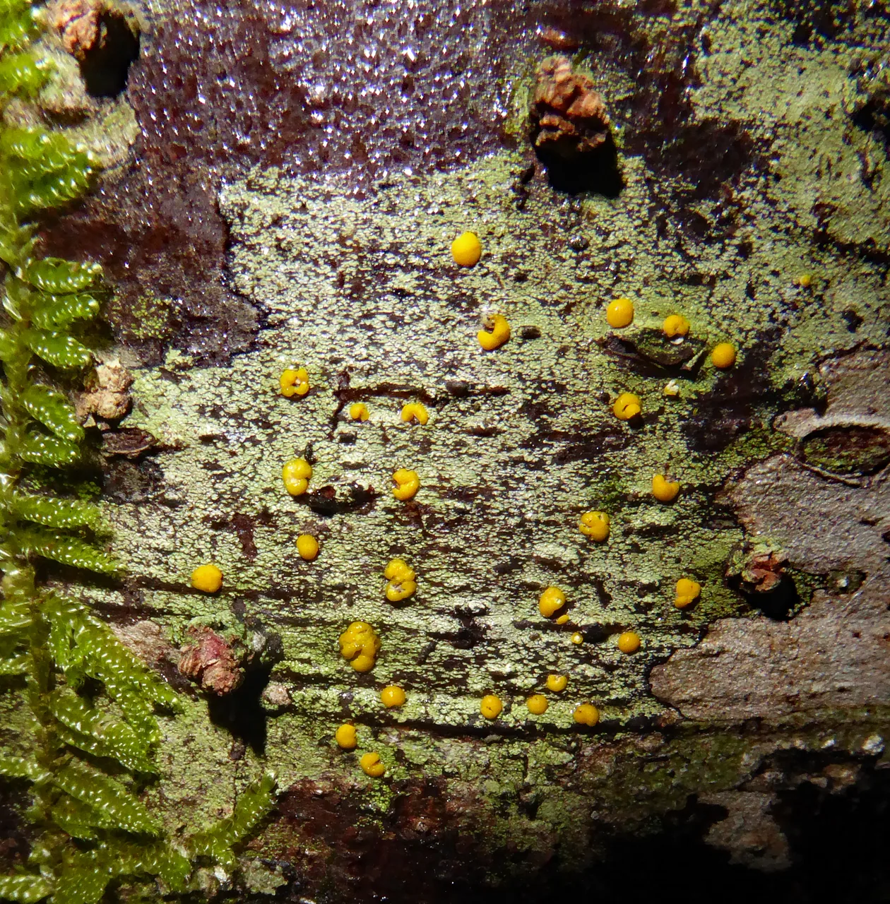 Stirtoniella kelica (Stirtoniella kelica) — photo mycologique