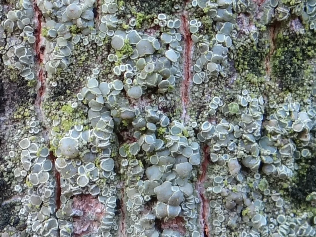 Straminella maheui (Straminella maheui) — photo mycologique