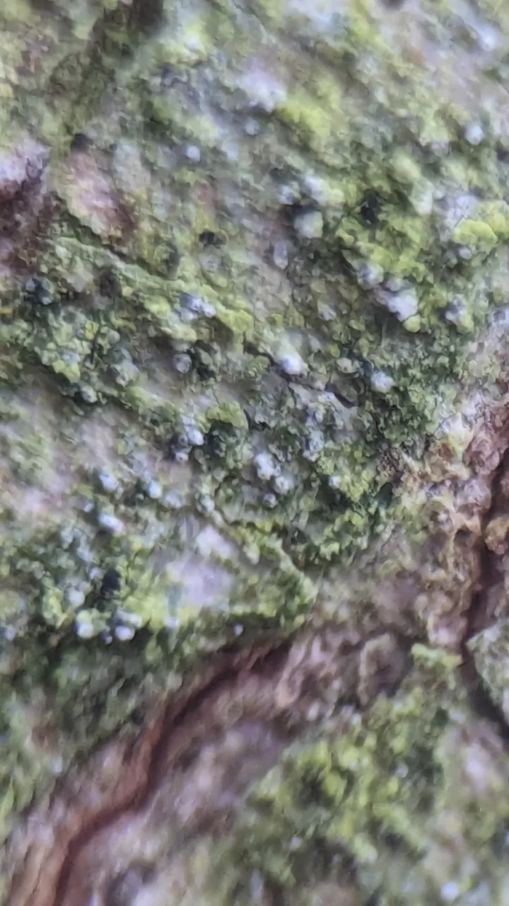 Strangospora deplanata (Strangospora deplanata) — photo mycologique