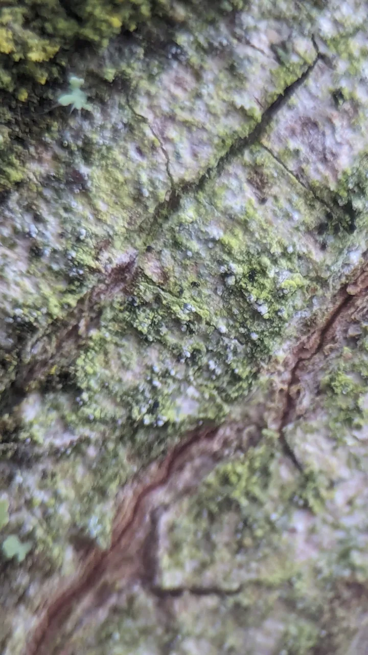 Strangospora senecionis (Strangospora senecionis) — photo mycologique