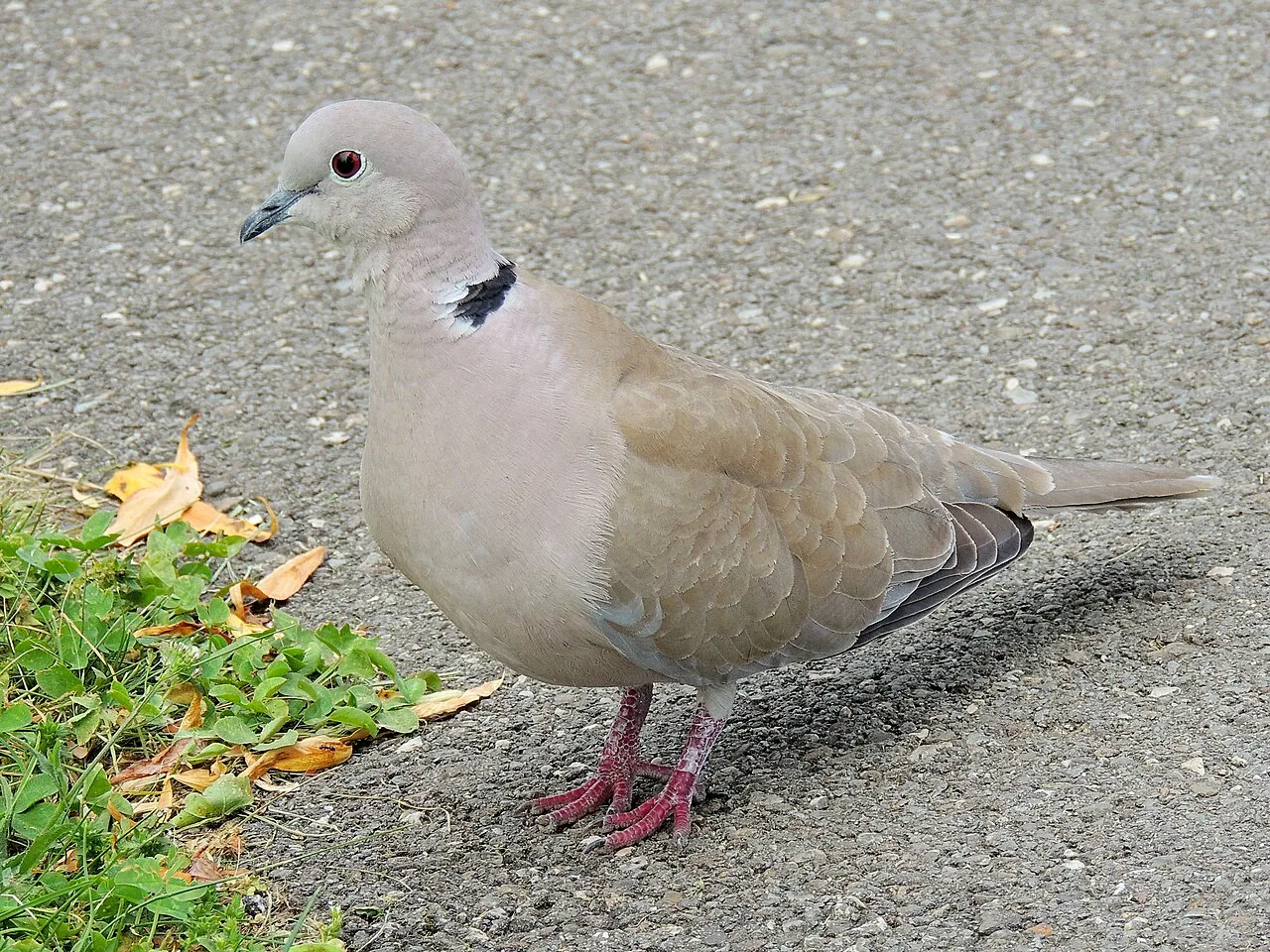 Tourterelle turque (Streptopelia decaocto) — photo vertébré