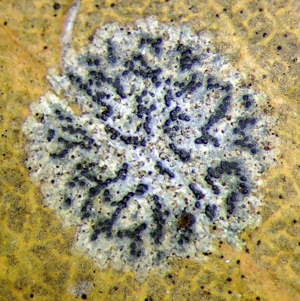 Strigula novae-zelandiae (Strigula novae-zelandiae) — photo mycologique
