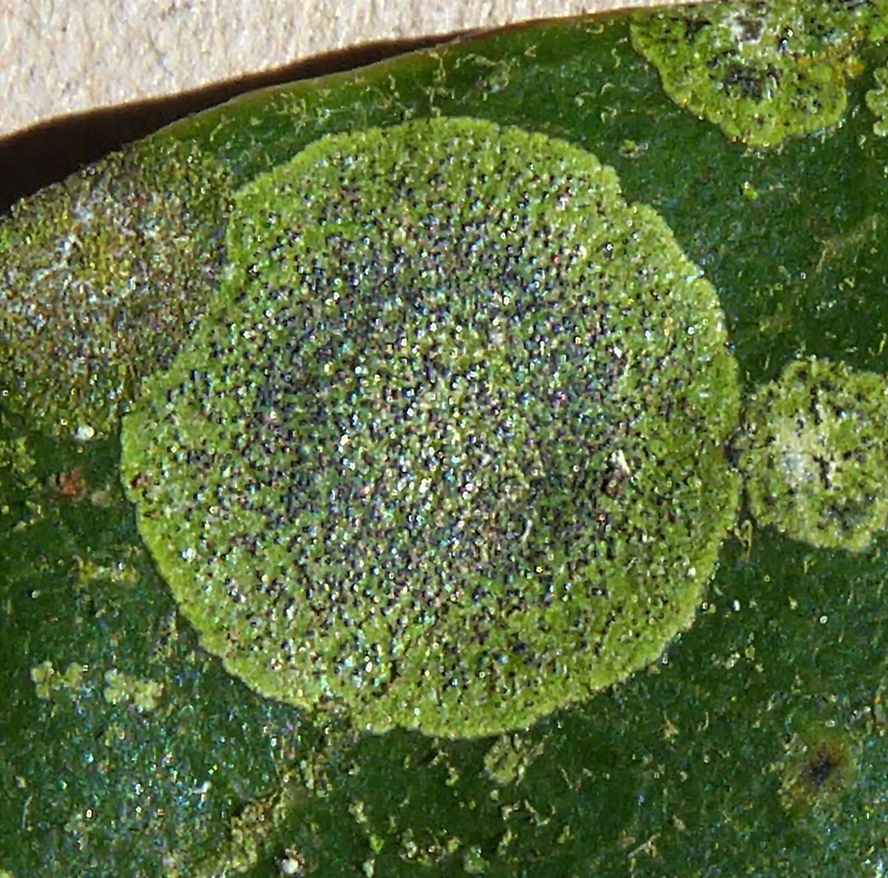 Strigula oleistrata (Strigula oleistrata) — photo mycologique