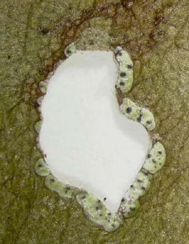 Strigula prasina (Strigula prasina) — photo mycologique
