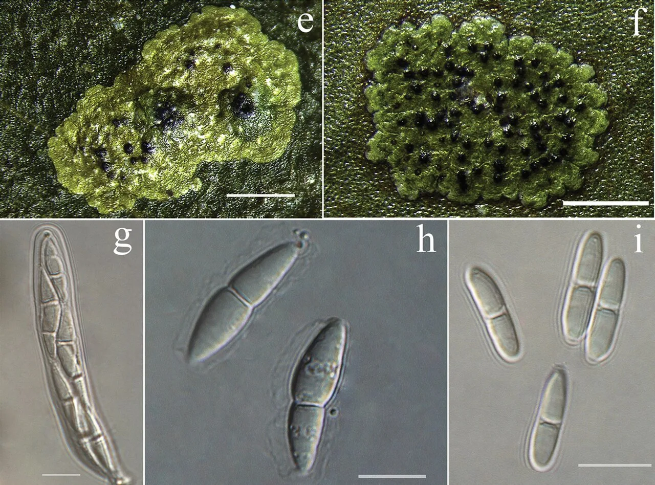 Strigula smaragdula (Strigula smaragdula) — photo mycologique